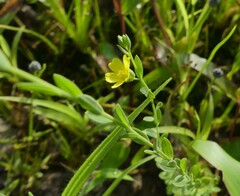 Linum mysorense