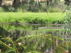 Gallinula tenebrosa tenebrosa