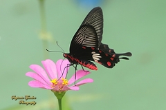 Pachliopta adamas
