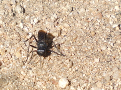 Sphecidae