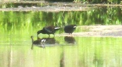 Gallinula tenebrosa tenebrosa