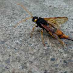 Urocerus gigas