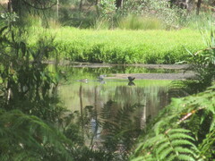 Gallinula tenebrosa tenebrosa