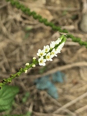 Heliotropium