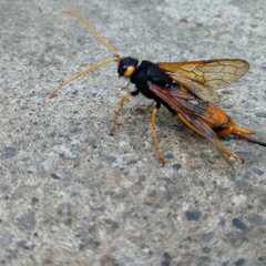 Urocerus gigas