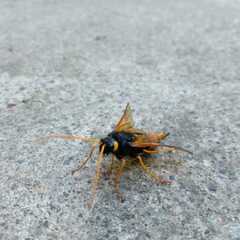Urocerus gigas