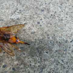 Urocerus gigas