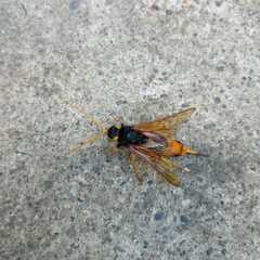 Urocerus gigas