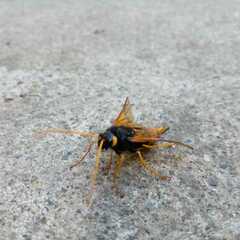 Urocerus gigas