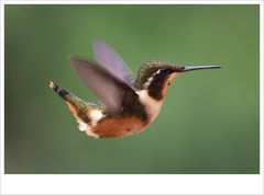 Philodice mitchellii