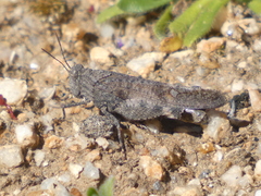 Lactista gibbosus