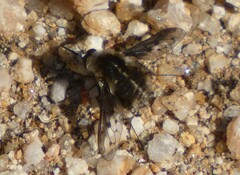 Bombylius curtirhynchus