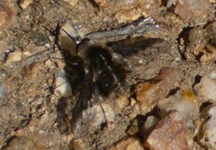 Bombylius curtirhynchus
