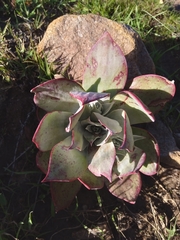Dudleya arizonica
