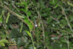 Nephila kuhli