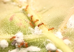 Wasmannia auropunctata