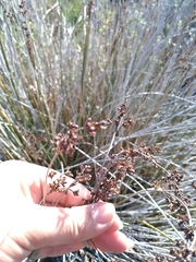 Juncus acutus leopoldii