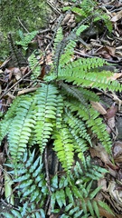 Bolbitis appendiculata