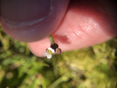 Lepidium nitidum