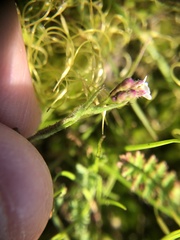 Lepidium nitidum