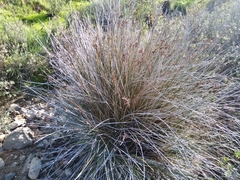 Juncus acutus leopoldii