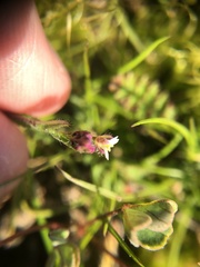 Lepidium nitidum