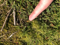 Lepidium nitidum