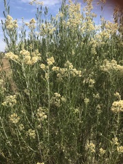 Cassinia laevis