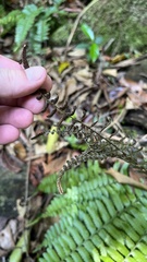 Bolbitis appendiculata