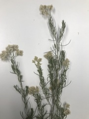 Cassinia laevis
