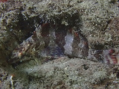 Oxylebius pictus