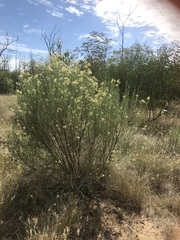 Cassinia laevis