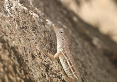 Anolis lineatus