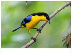 Anisognathus somptuosus