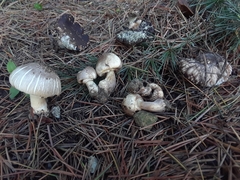Basidiomycota