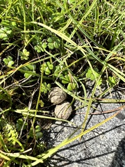 Leporidae