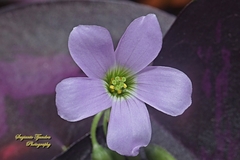 Oxalis triangularis