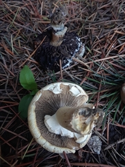 Basidiomycota