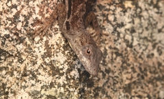 Anolis lineatus