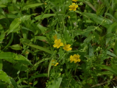 Linum mysorense