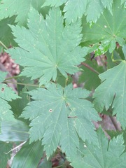 Acer japonicum