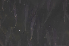 Oncorhynchus gorbuscha