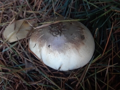 Basidiomycota