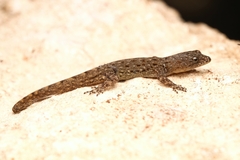 Gonatodes vittatus