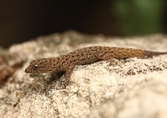 Gonatodes vittatus