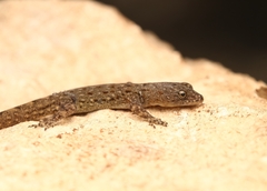 Gonatodes vittatus