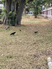 Corvus macrorhynchos levaillantii