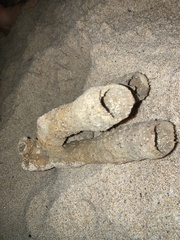 Callyspongia aculeata