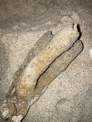 Callyspongia aculeata