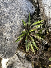 Plantago triandra